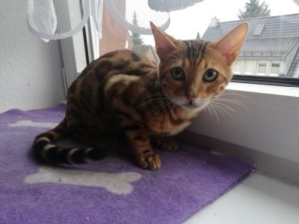 Junger Bengal Kater
