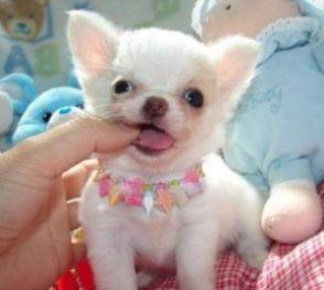 Reinrassiger Chihuahua Welpe Rüde aus Deutscher, kontrollierter Zucht