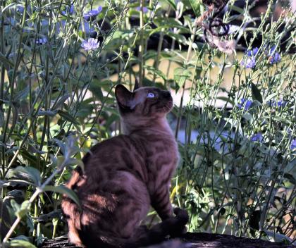 Bengal Bengalkatze Kater Kitten
