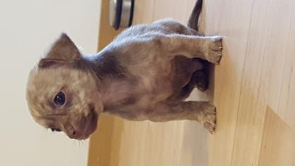 Chihuahua Welpen