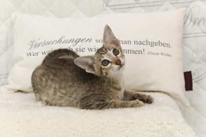 Reinrassige Herzensbrecher, Peterbald, OKH