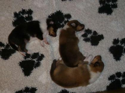 Colliewelpen in tricolour und dark-sable VDH/FCI
