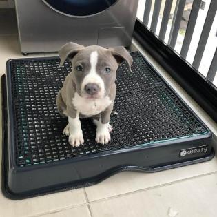 Amstaff welpen