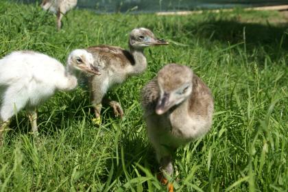 Biete Küken vom Nandu Laufvogel