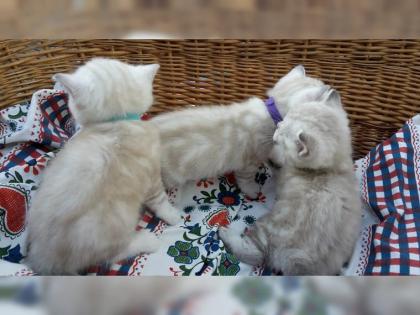BKH Kitten suchen ein neues Zuhause