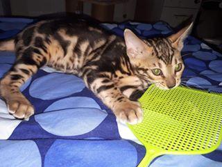 Bengalkater abzugeben