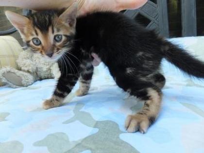 Bengal Kitten schön gezeichnet
