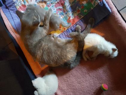 Zwei reinrassige BKH Babys bald abzugeben