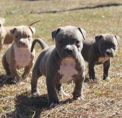 Reinrassige Pitbullwelpen von kräftigen