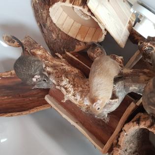 Degus suchen neues Zuhause