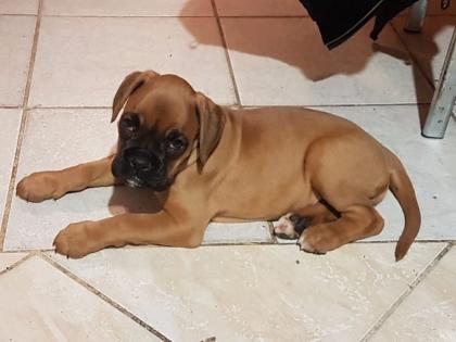 Vollblut-Boxer-Welpen