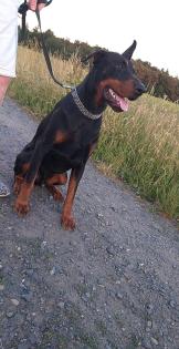 Kupierter Dobermann