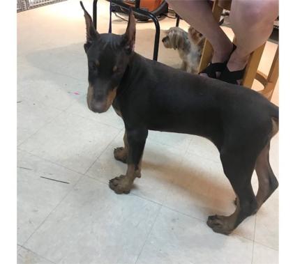 Dobermann Welpen zum Verkauf angeboten.