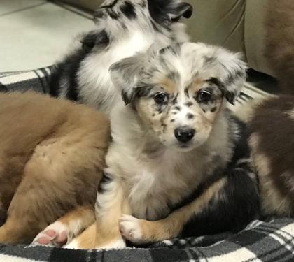 Gesunde Australian Shepherd welpen
