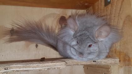 Chinchillas aus Liebhaberzucht suchen netten Peletspender