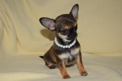 Chihuahua Welpen