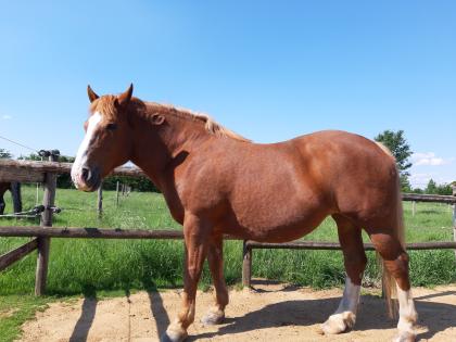Kaltbluthaflinger-Mixstute sucht Reitbeteiligung