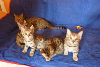 3/4 Bengalen 1/4BKH-Mix-Kitten