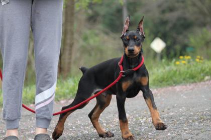 Dobermann Welpen suchen noch ein schönes zu Hause.