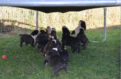 Old English Bulldog Welpen Eifel-Bulls jetzt zur Abgabe bereit
