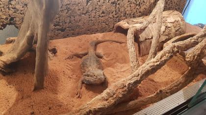 Bartagame sucht Zuhause