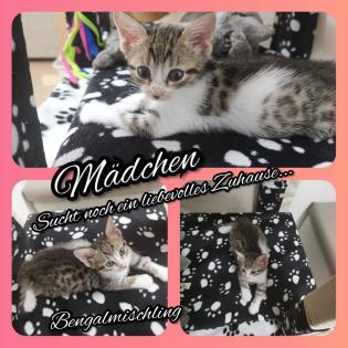 Bengalmix Kitten
