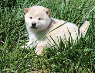 Teddybär Shiba Inu Welpe