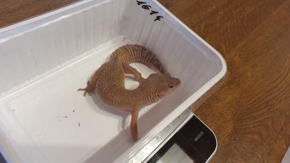 Leopardgecko Weibchen