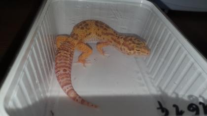 Leopardgecko Nr. 1 W. Tangerine Bell Albino