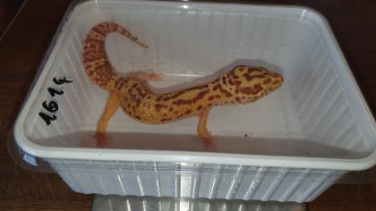 Leopardgecko Nr. 2 - T. Bell Albino