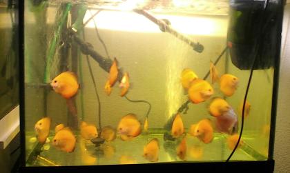 DISKUS FISCHE