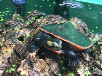 X2 Rotbauch Spitzkopfschildkröten abzugeben