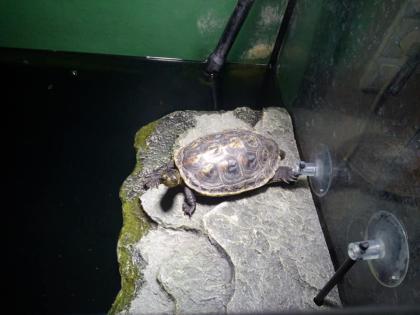 X2 Chinesische Streifenschildkröte abzugeben