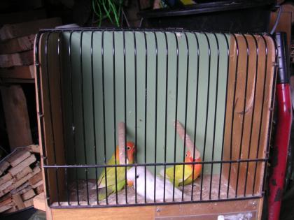 Nestjunge Pfirsich und Rosenköpfchen