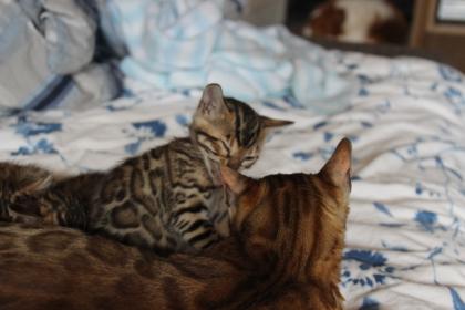 Wunderschönes und süßes Bengalmädchen sucht eine neue Familie