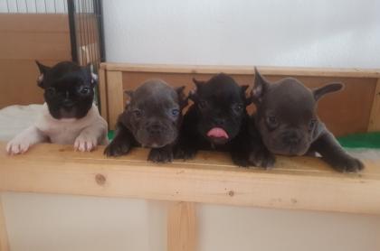 Französische Bulldogge Welpen