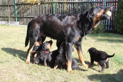 Die Welpen Beauceron
