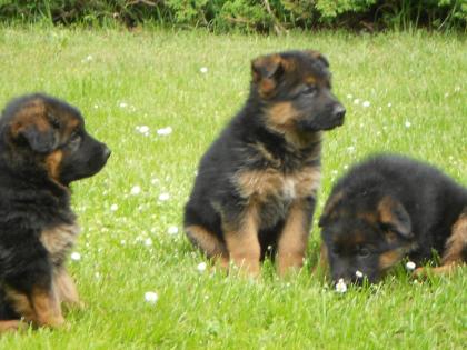 Schäferhund