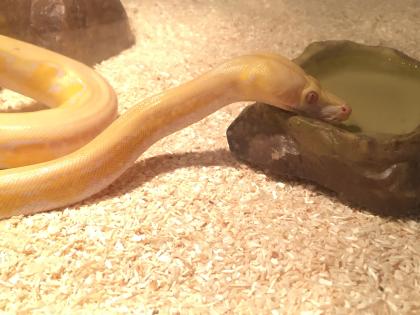 1. 0 Dwarf Tiger Albino Netzpython DNZ 18