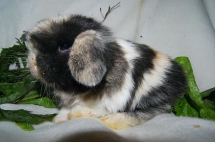 Mini-Lop und NHD vom Züchter
