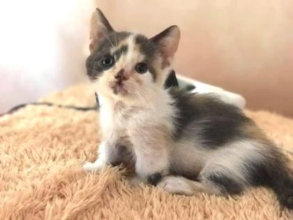 Süße Munchkin Katzen sucht Familienanschluss