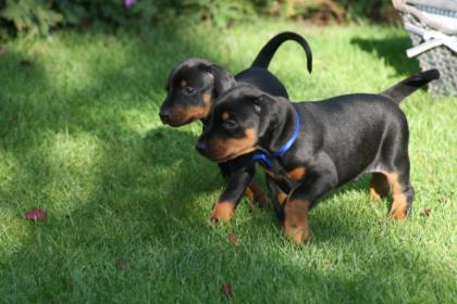 Dobermann Welpen Netter Begleiter