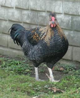 Grünleger Hahn