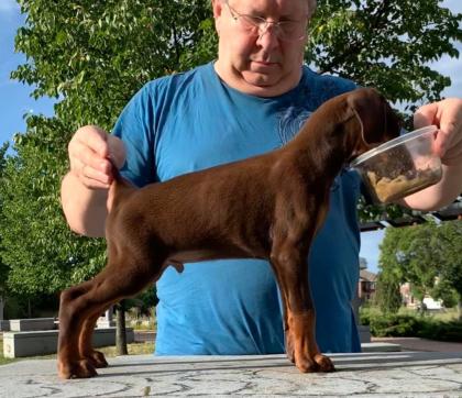 Süße Dobermann welpen bereit zu gehen