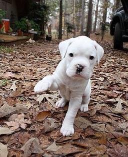 Super liebende Boxer-Welpen