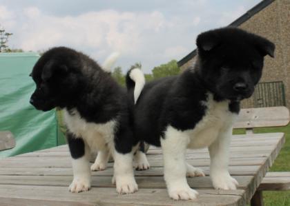 Reinrassige Akita Inu . Welpen mit VDH Papieren