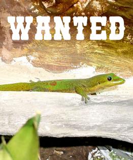 Phelsuma Laticauda Goldstaub Taggecko Pärchen gesucht
