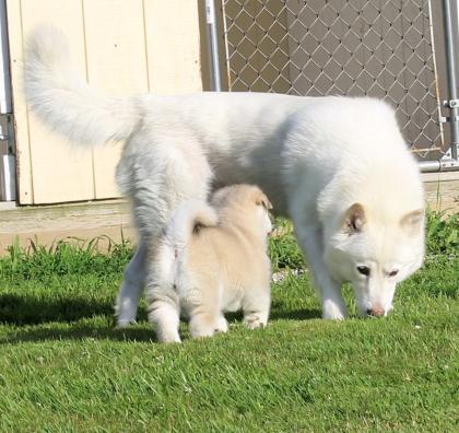 Alaskan Malamute Welpen