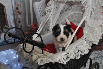 Biewer Yorkshire Terrier