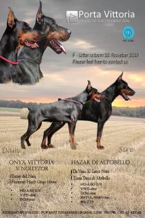 Top qualität dobermann welpen